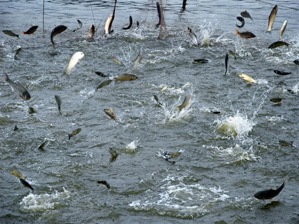 大型水產養殖需要什麽機械設備？